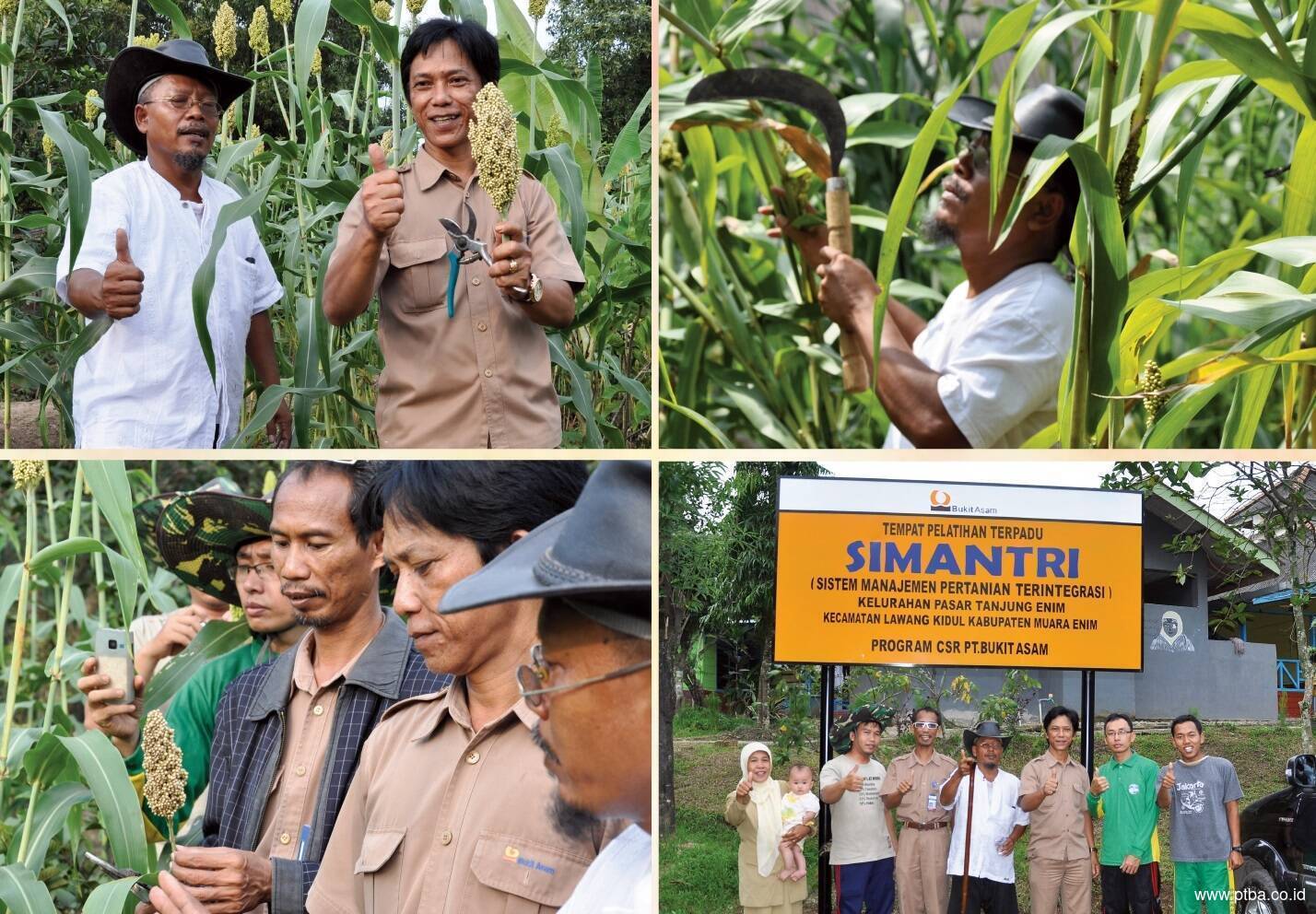 Budidaya Sorgum di Atas Lahan Pascatambang 