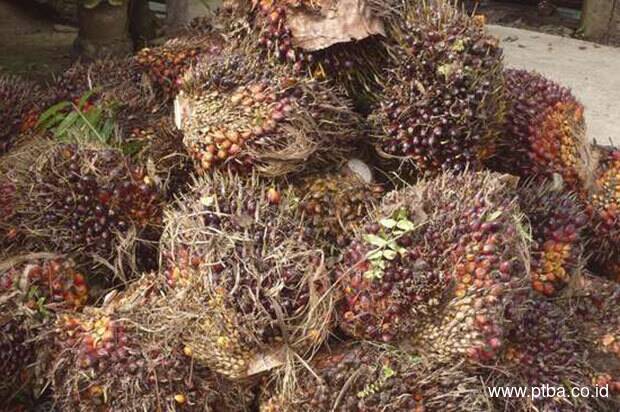 Bukit Asam Akuisisi Perusahaan Sawit 