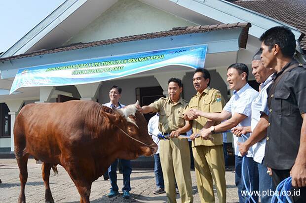 Idul Adha 1437H PTBA Beri Bantuan 38 Hewan Qurban