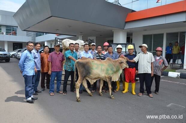 Rayakan Idul Adha, PTBA Serahkan 46 Ekor Sapi Kurban