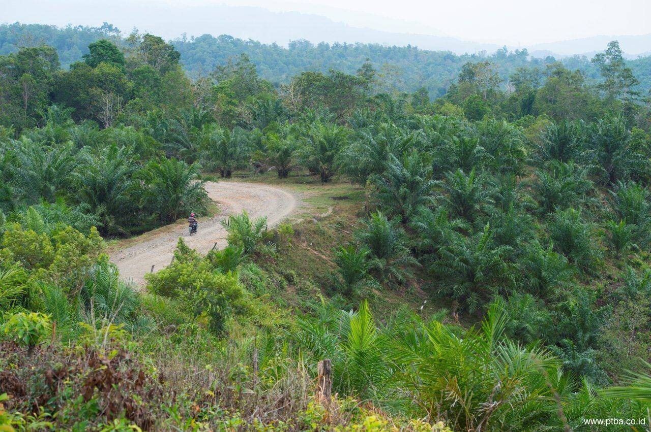 PTBA BIDIK EKSPANSI NON-TAMBANG