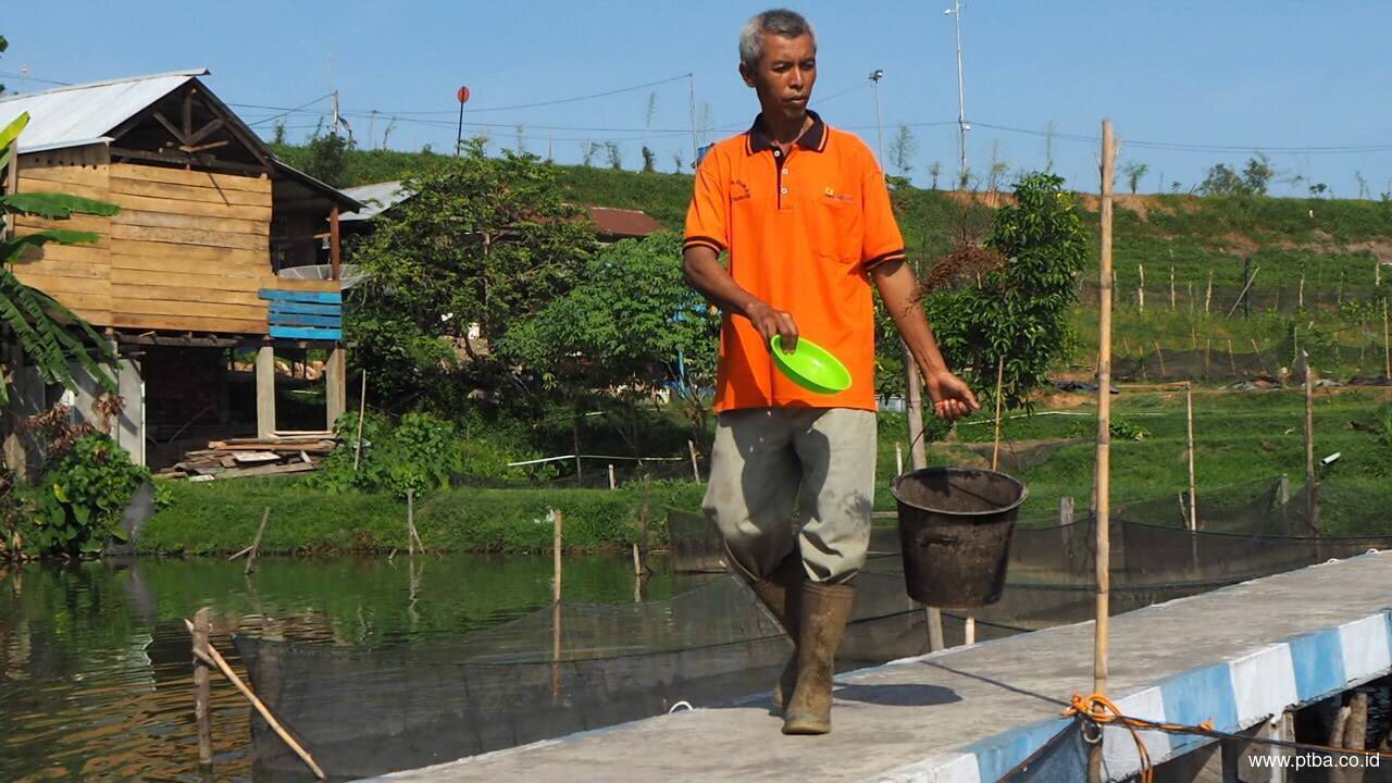 Berdayakan Masyarakat, PTBA Ubah Lahan Bekas Tambang Jadi Tambak Ikan