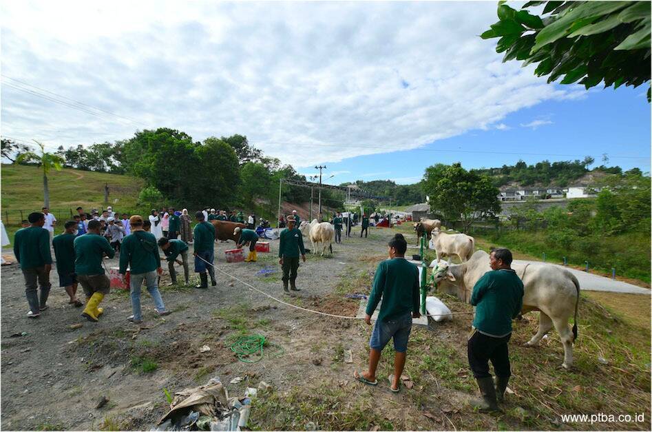 PTBA Salurkan 196 Sapi dan 62 Kambing Kurban di Hari Raya Idul Adha 1443 H