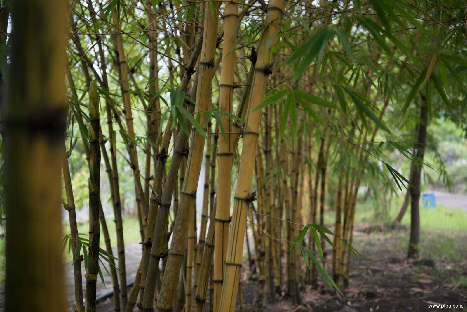 Berkat Bukit Asam, Indonesia Bisa Setop Impor Tusuk Sate