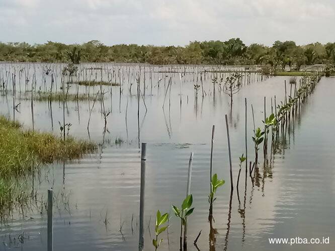 Jaga Lingkungan, PTBA Rehabilitasi Daerah Aliran Sungai 5.197 Hektar