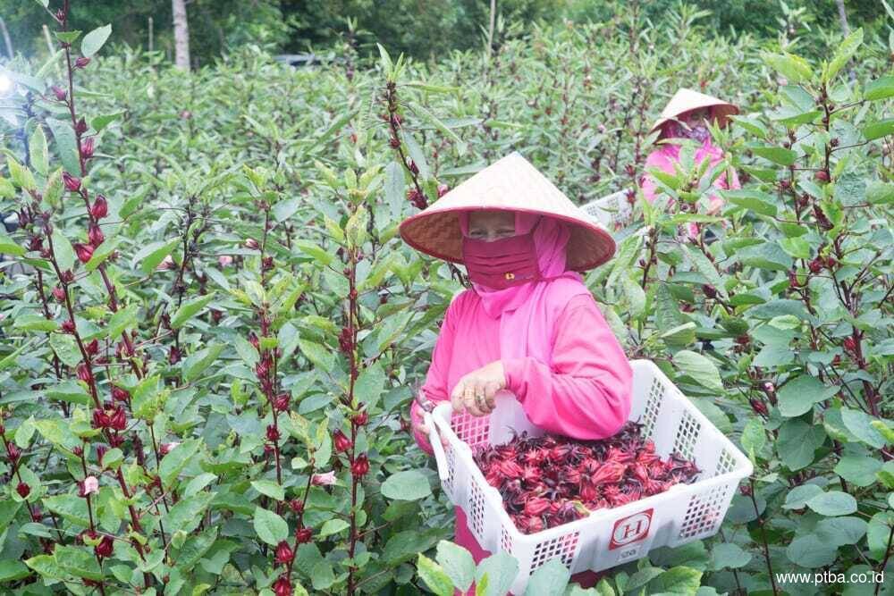 Lewat Usaha Rosella, Perempuan Berdaya Bersama PTBA