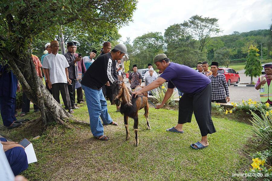 Sambut Idul Adha, PTBA Gelar Pelatihan Penyembelihan Hewan Kurban