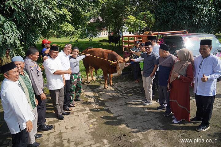Idul Adha 1444 H, Bukit Asam Salurkan 145 Sapi dan 56 Kambing