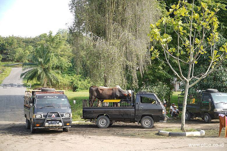 Idul Adha 1444 H, Bukit Asam Salurkan 145 Sapi dan 56 Kambing
