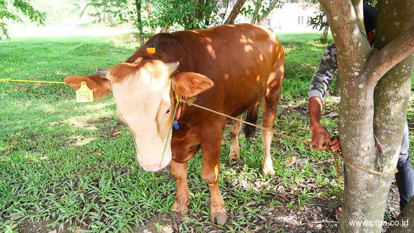 Idul Adha 1444 H, Bukit Asam Salurkan 145 Sapi dan 56 Kambing