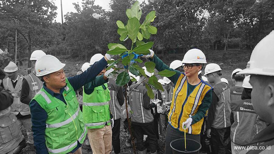 Bukit Asam (PTBA) Ubah Lahan Bekas Tambang Jadi Kebun Buah