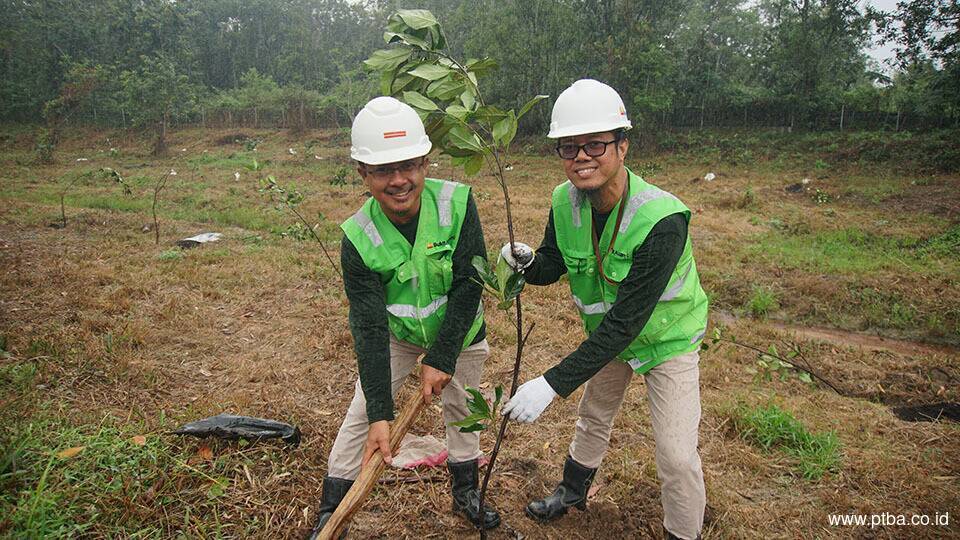 Bukit Asam (PTBA) Ubah Lahan Bekas Tambang Jadi Kebun Buah