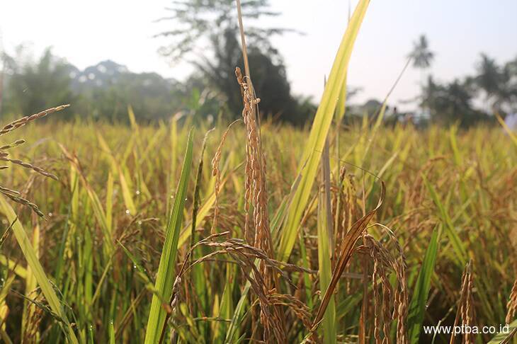 Petani Tanjung Raja Rasakan Manfaat Pupuk Organik dari Bukit Asam