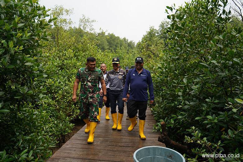 PTBA Tanam 50.000 Bibit Mangrove di Kawasan Ekowisata Cuku Nyi Nyi