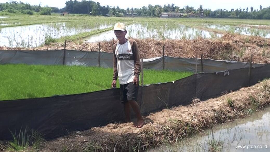 Bantuan dari Bukit Asam (PTBA) Tingkatkan Penghasilan Petani di Lampung