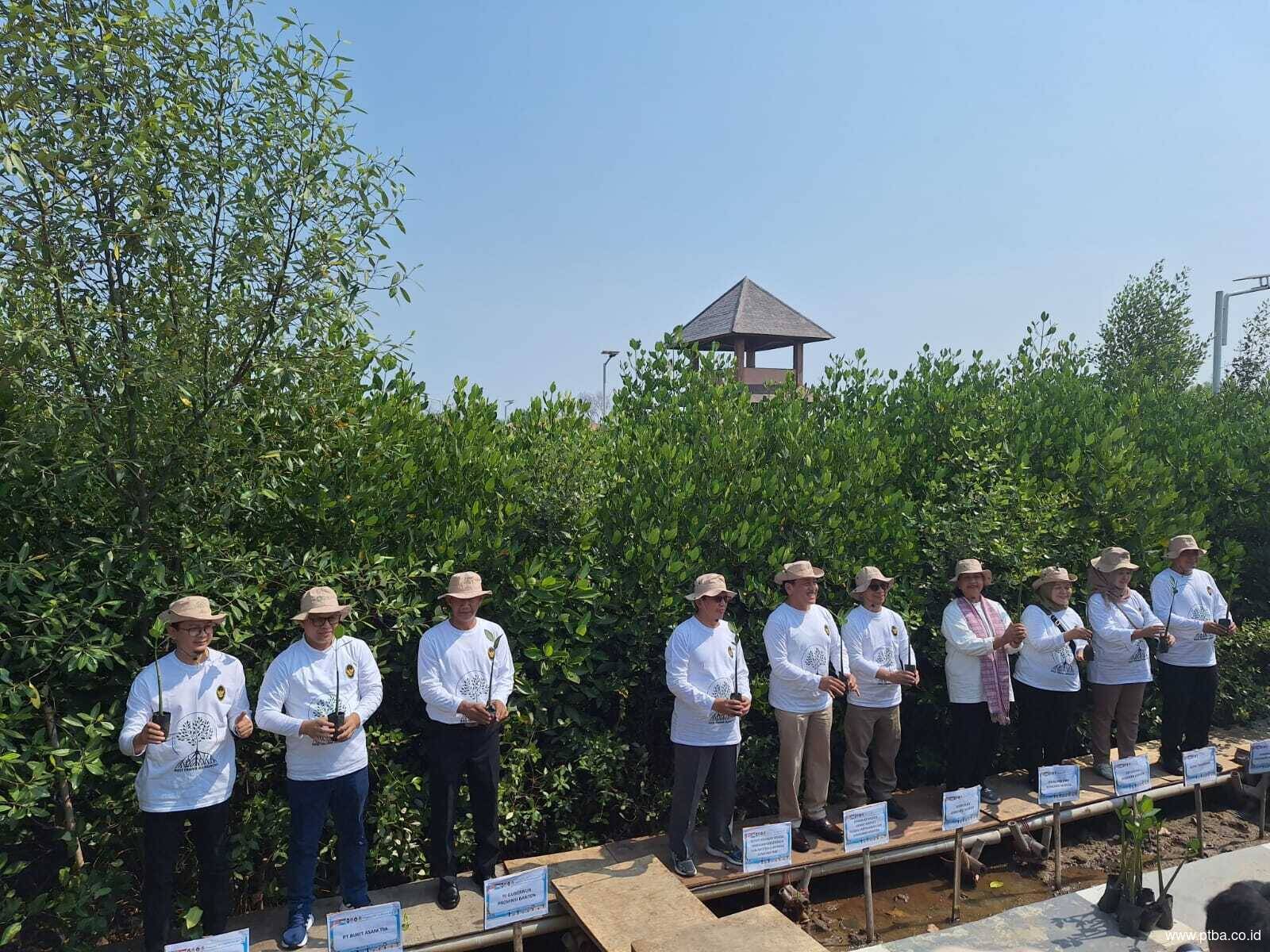 Kolaborasi dengan Pemerintah, Bukit Asam (PTBA) Ikut Aksi Tanam Mangrove