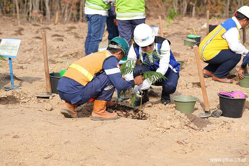 Bukit Asam (PTBA) Kembangkan Energi Biomassa dari Kaliandra Merah