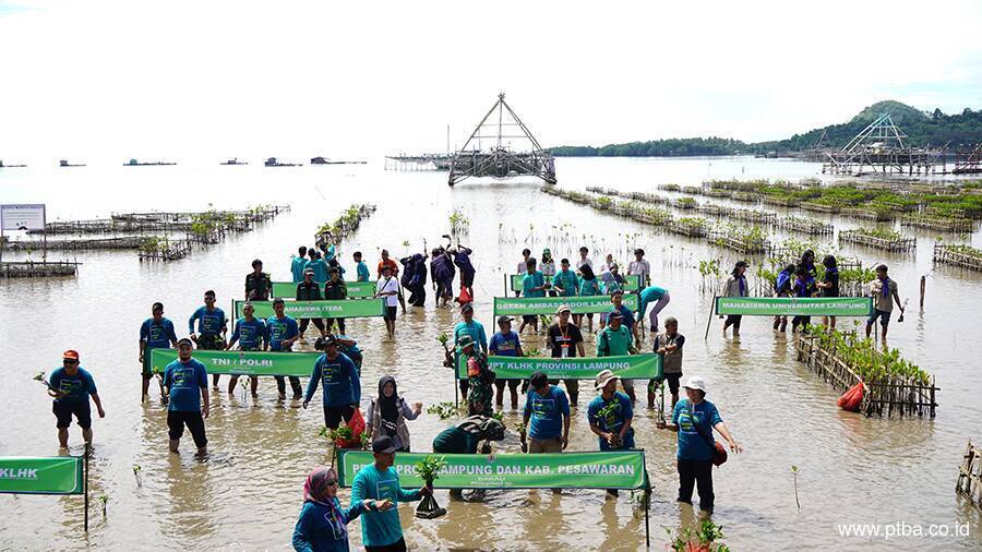 Hari Lahan Basah Sedunia, Bukit Asam (PTBA) Ikut Aksi Tanam Mangrove