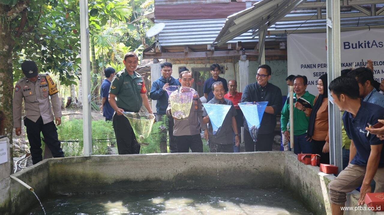 Perluas Lapangan Kerja, Bukit Asam (PTBA) Dorong Budidaya Ikan Gabus di Desa Tanjung Agung