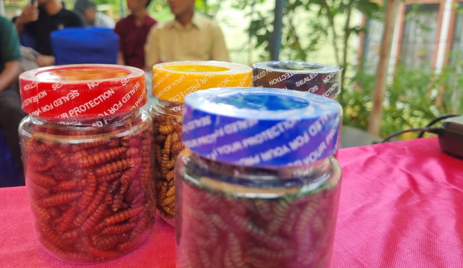 Kembangkan Budidaya Maggot, Bukit Asam (PTBA) Dorong Transformasi Desa Tanjung Agung