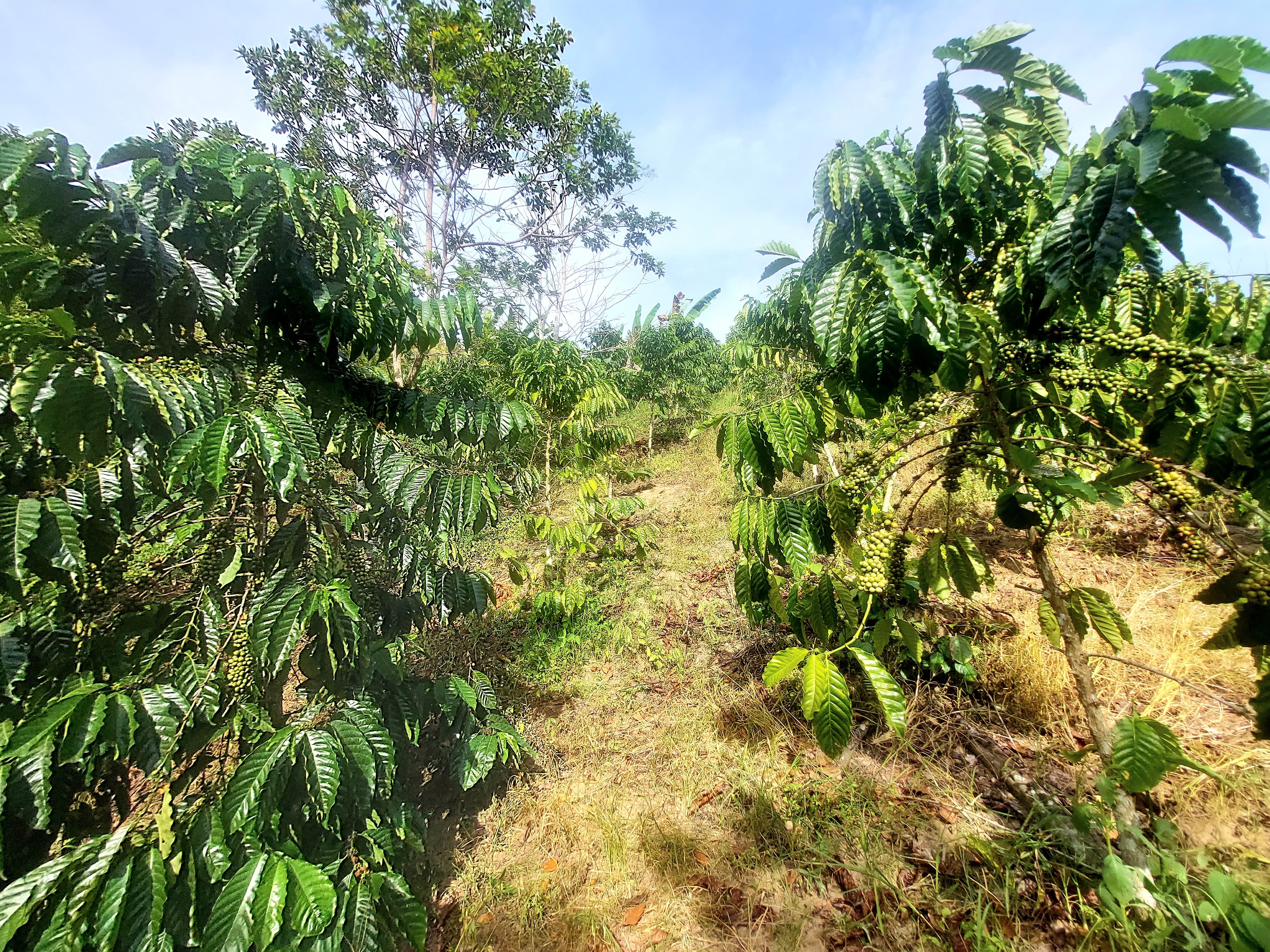 Robusta Coffee 