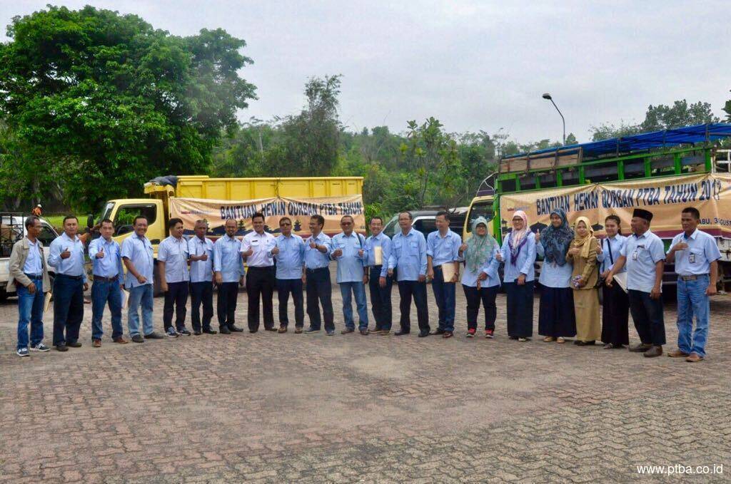 PTBA Serahkan 43 Sapi Qurban