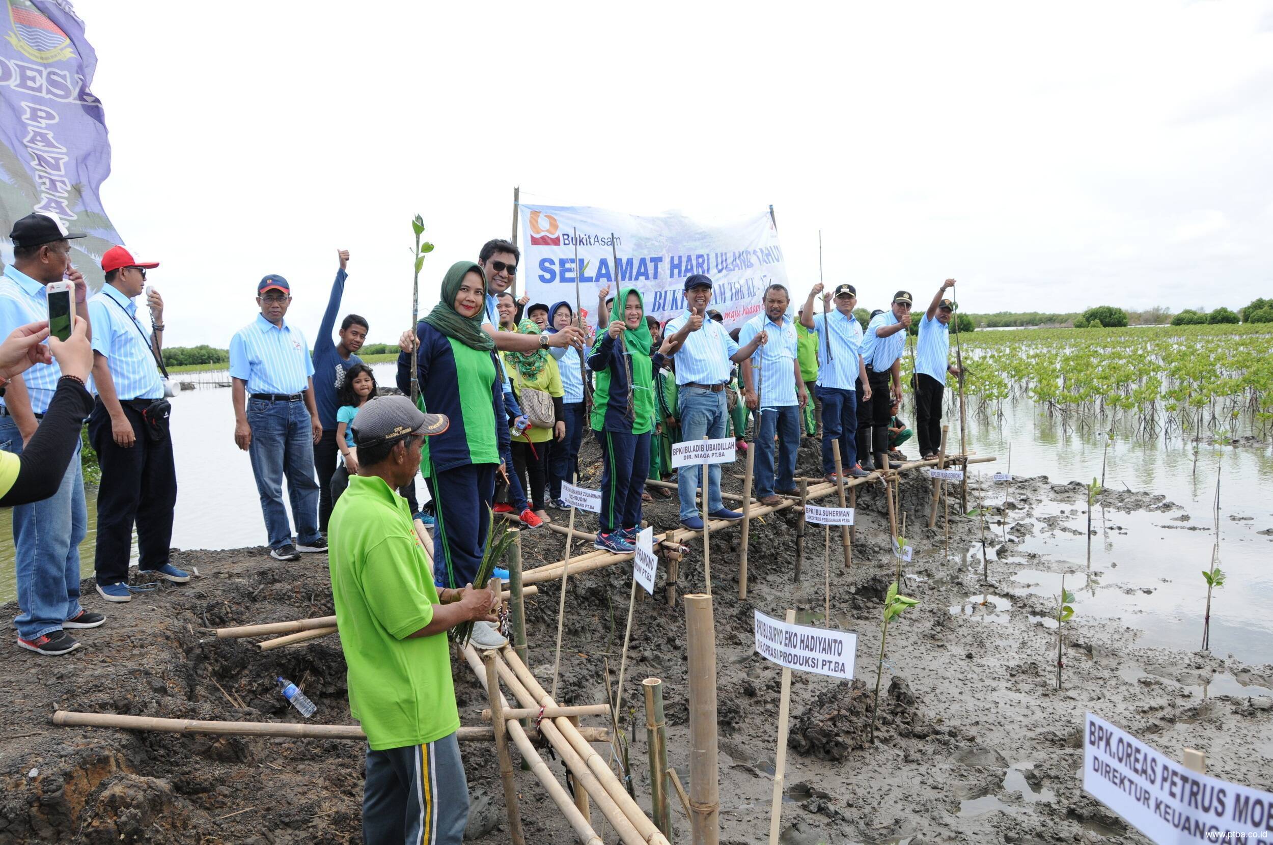 Aksi Penghijauan PTBA Tanam 6000 Bibit Pohon Mangrove