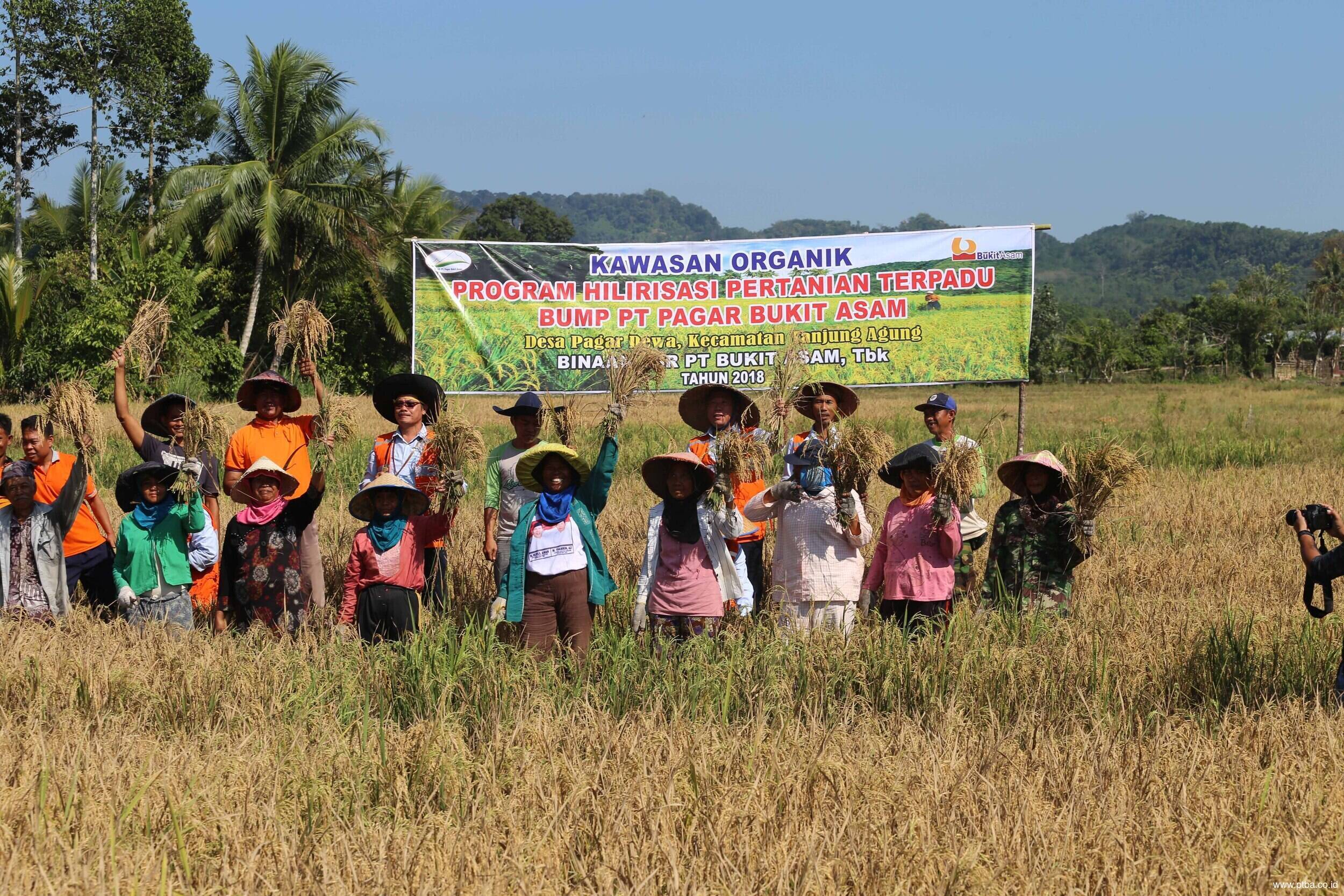 Panen Raya Beras Organik, Beras Dewa Bukit Asam