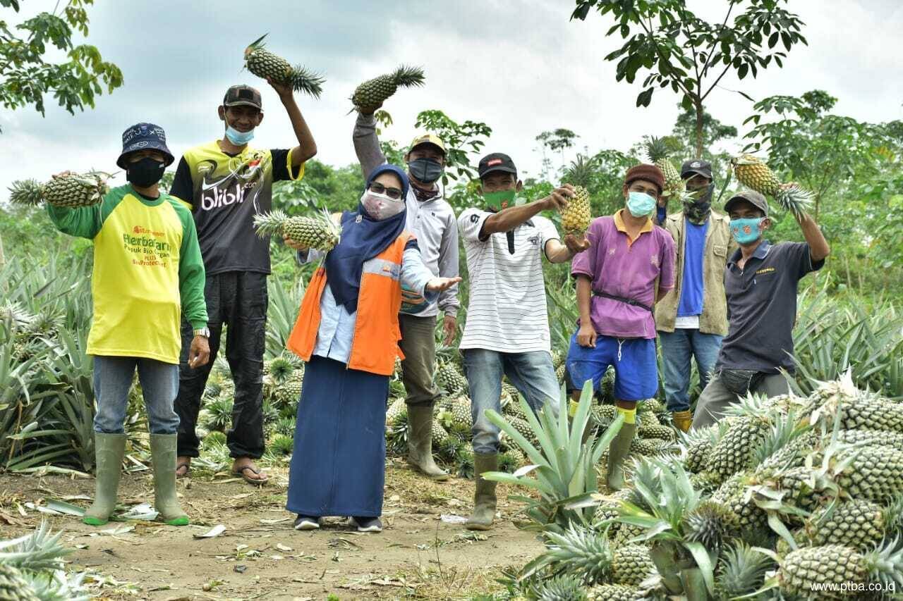 Sempat Jatuh Bangun, Panen Nanas Suban Baru Kini Berlimpah dan Laris Manis